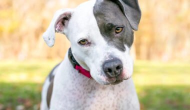 Someone Trained This Pit Bull Mix and Then Lost Him — Now He’s Waiting at a Fresno Shelter