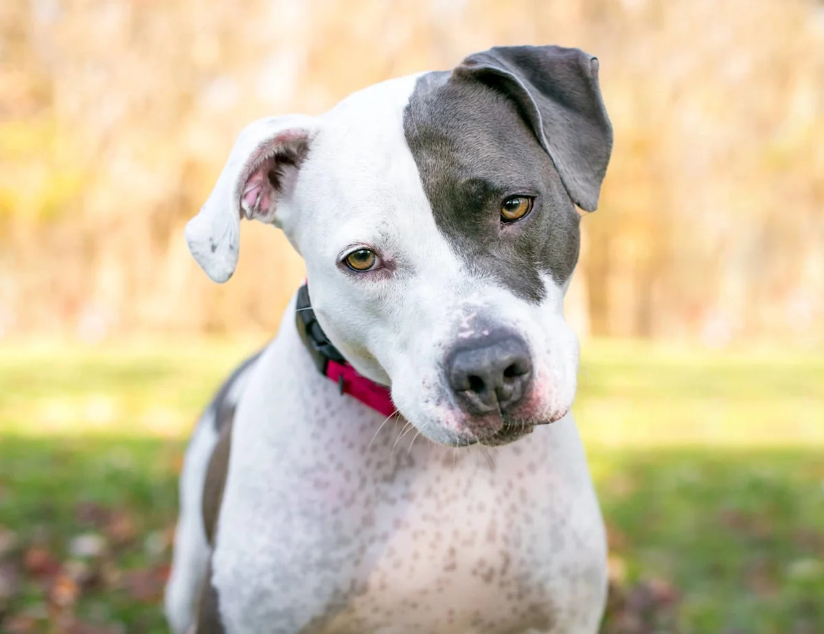 Someone Trained This Pit Bull Mix and Then Lost Him — Now He’s Waiting at a Fresno Shelter
