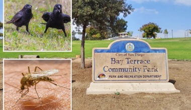 Deadly virus now spreads to crows in San Diego — as officials issue warning