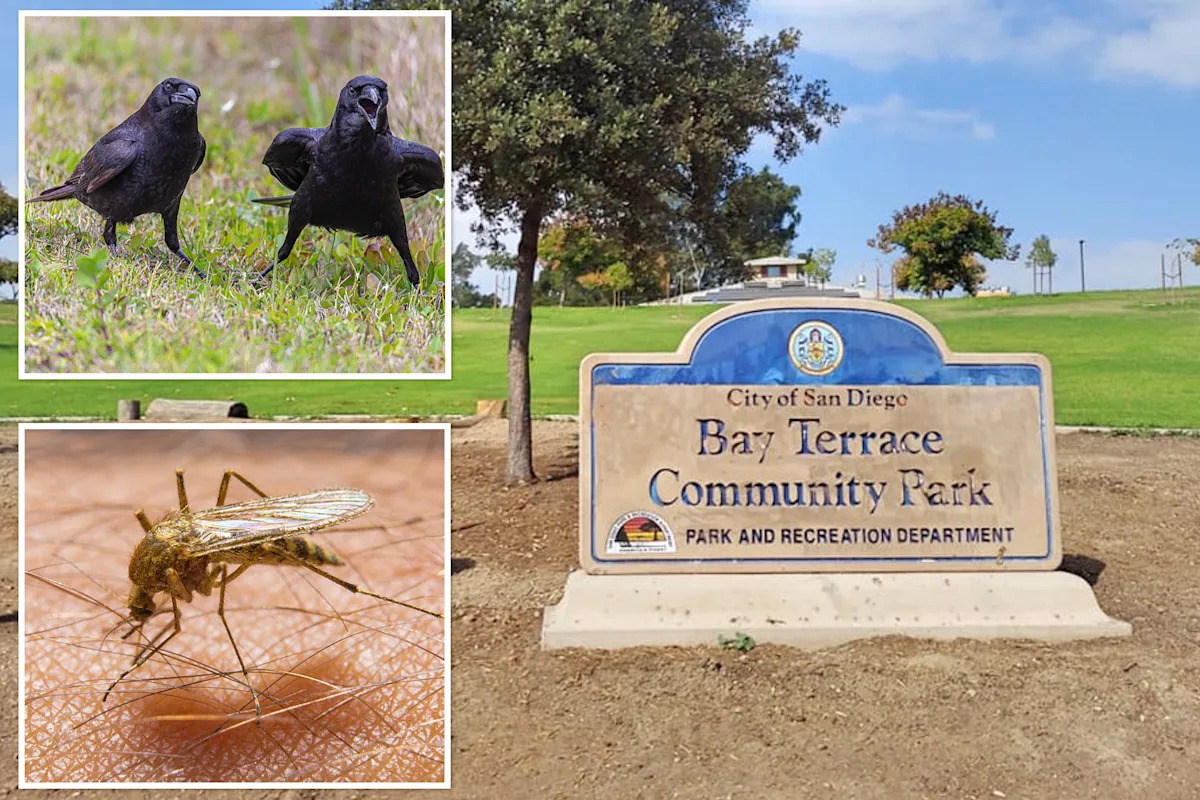 Deadly virus now spreads to crows in San Diego — as officials issue warning