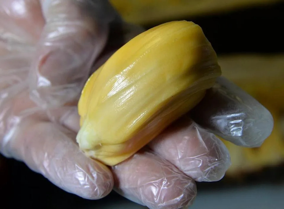 La Jacka Mobile food truck owner/cook Miriam Martinez holds a ripe jackfruit pod on Friday, Jan. 6, 2017, in Fresno. Martinez creates many different meatless dishes using the versatile jackfruit including tacos, burritos, quesadillas, pulled “pork” sandwiches, hamburgers, milkshakes, smoothies, and agua fresca