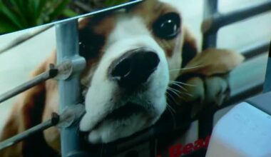 Pickleball for a cause: the Elk Grove fundraiser supporting rescued beagles