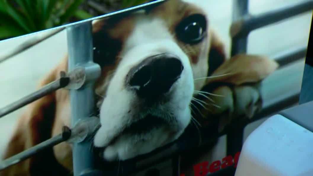 Pickleball for a cause: the Elk Grove fundraiser supporting rescued beagles