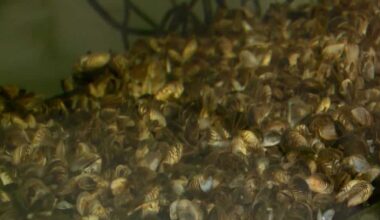 Invasive golden mussels found in West Sacramento port