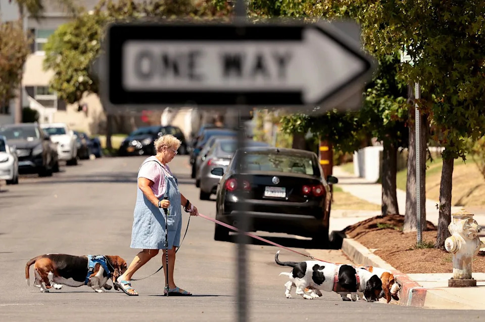 Margaret Free walks three basset hounds along San Vicente Boulevard.