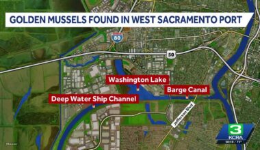 West Sacramento urges boaters to clean equipment after golden mussels detected