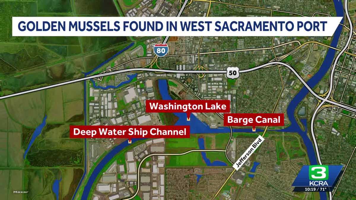 West Sacramento urges boaters to clean equipment after golden mussels detected