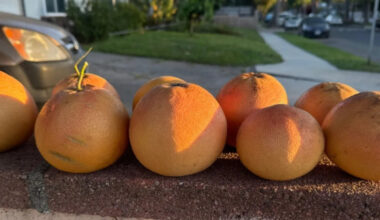 A Los Angeles neighbor had grapefruit on the tree, and a Buy Nothing post gave the block a harvest