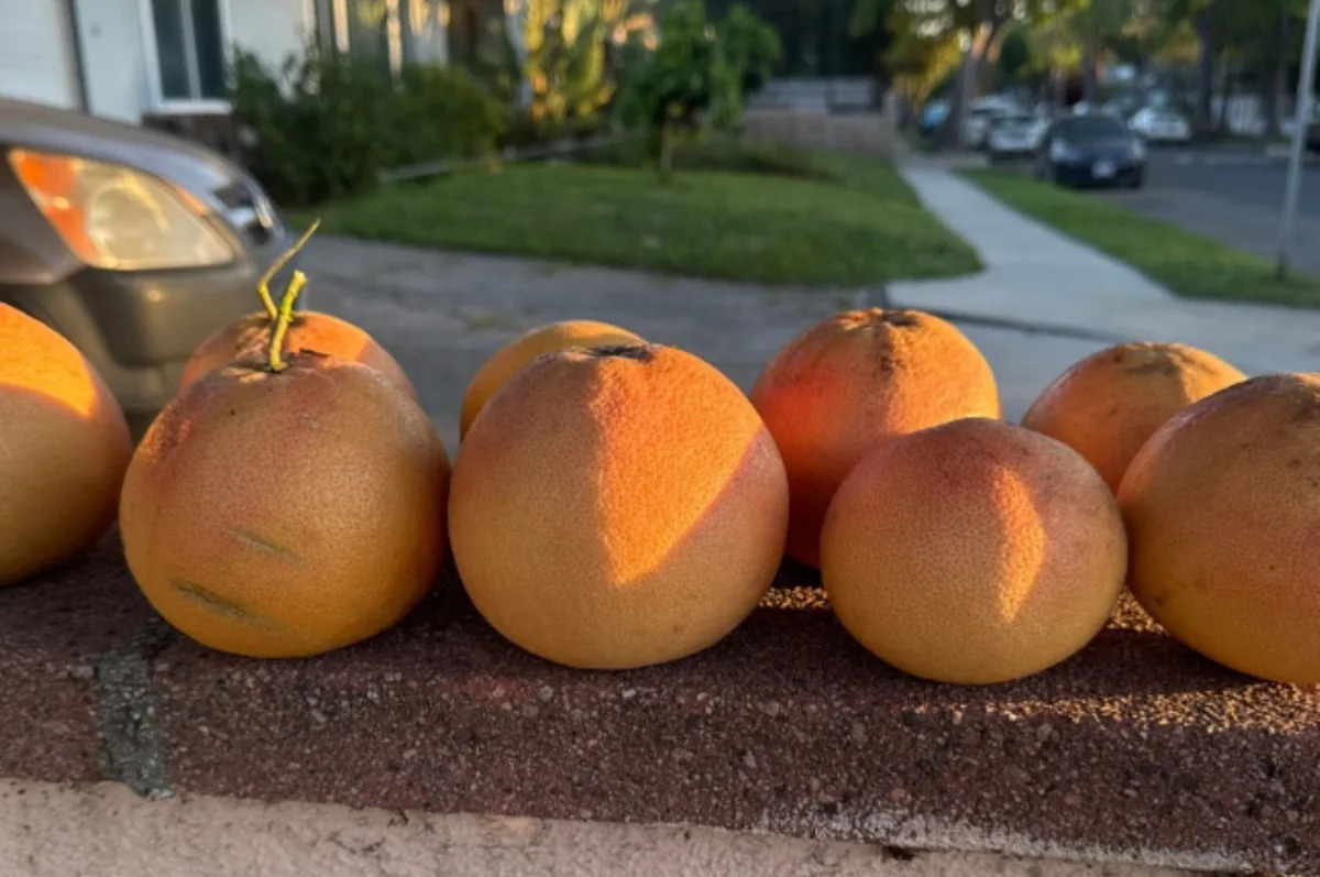 A Los Angeles neighbor had grapefruit on the tree, and a Buy Nothing post gave the block a harvest