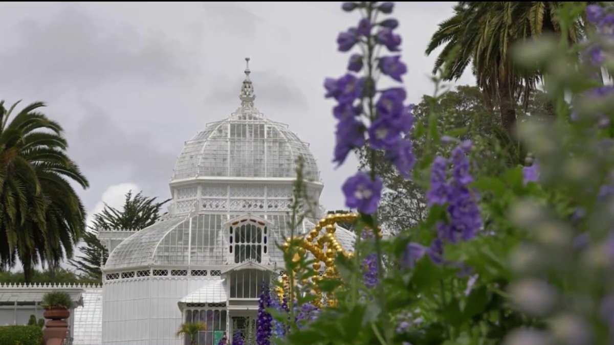 Step inside San Francisco’s beautiful and historic Conservatory of Flowers – NBC Los Angeles