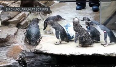 Little blue penguins at Birch Aquarium get into the World Cup spirit – NBC 7 San Diego