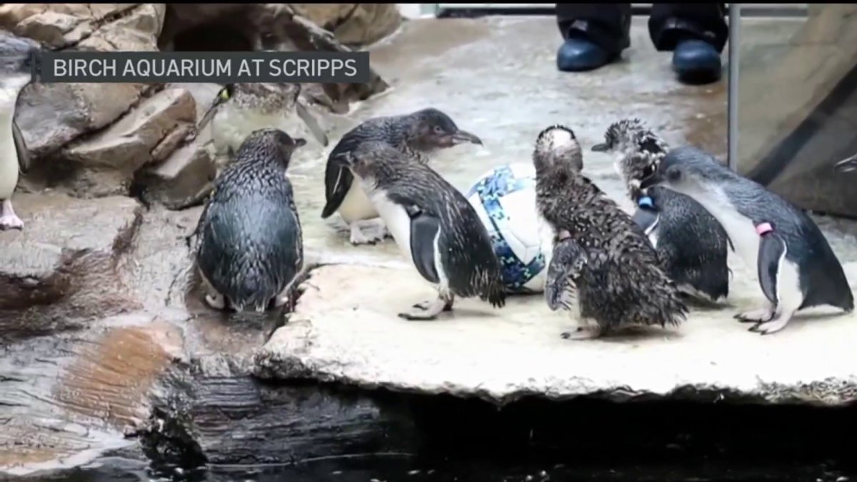 Little blue penguins at Birch Aquarium get into the World Cup spirit – NBC 7 San Diego