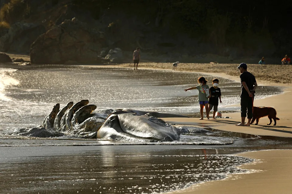 The bones and partially decomposed corpse of a beached whale lies on a sandy shore as a family and dog observe.
