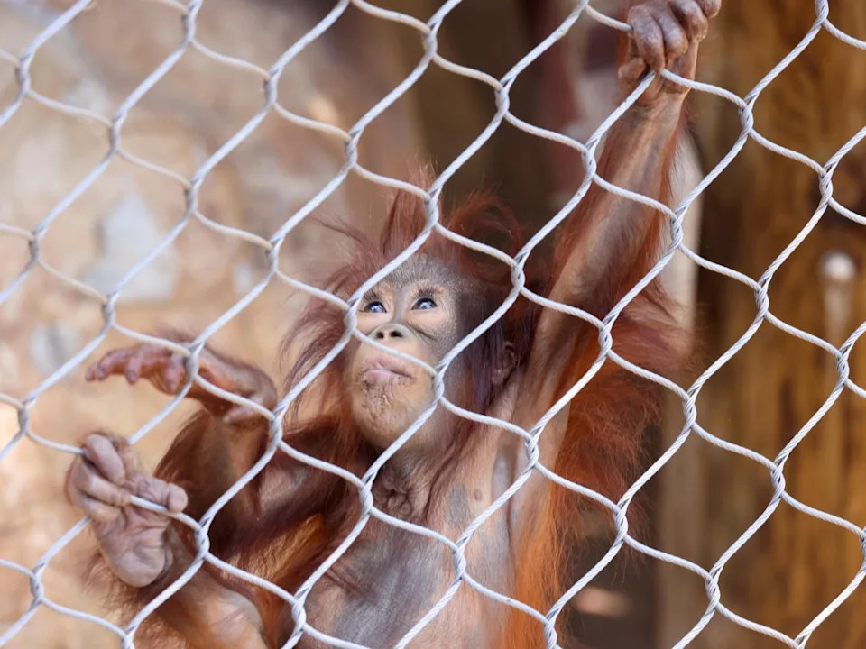 Unlike most major zoos in the United States, the Los Angeles Zoo remains fully operated by the city. Los Angeles Times via Getty Images