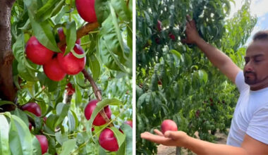 A California Farmer Couldn’t Sell His Nectarines This Year — So He’s Giving Away Thousands of Pounds for Free Instead