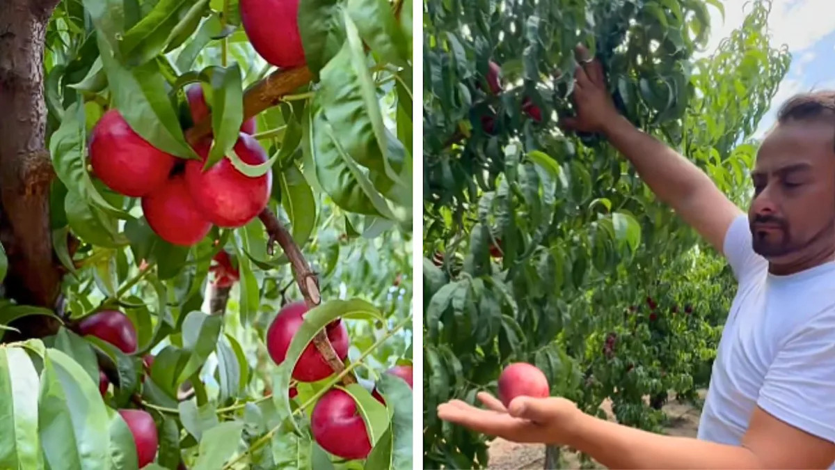 A California Farmer Couldn’t Sell His Nectarines This Year — So He’s Giving Away Thousands of Pounds for Free Instead