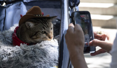 Sacramento hosts its first ‘cat tour’ inspired by social media