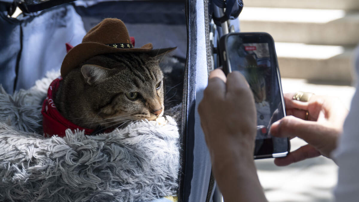 Sacramento hosts its first ‘cat tour’ inspired by social media