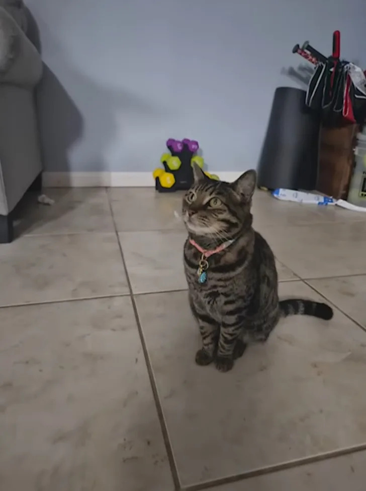 Joshua Gonzalez says he immediately recognized the feline while dropping off a package in Bakersfield. Brenda Wilson