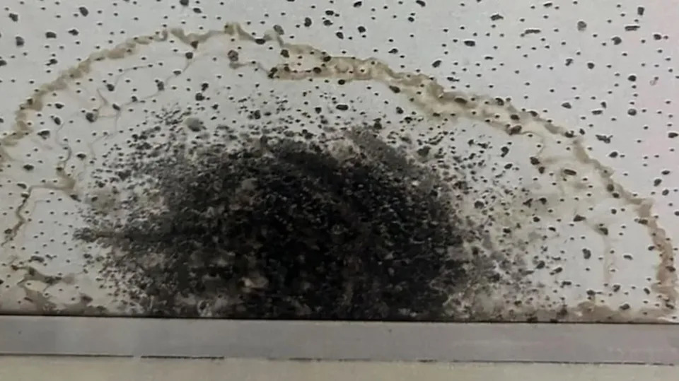 Picture of mold at the school. Change Org