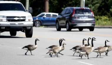 Surfside Beach passes long-awaited goose ordinance | News