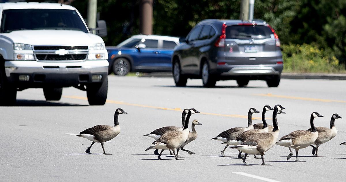 Surfside Beach passes long-awaited goose ordinance | News