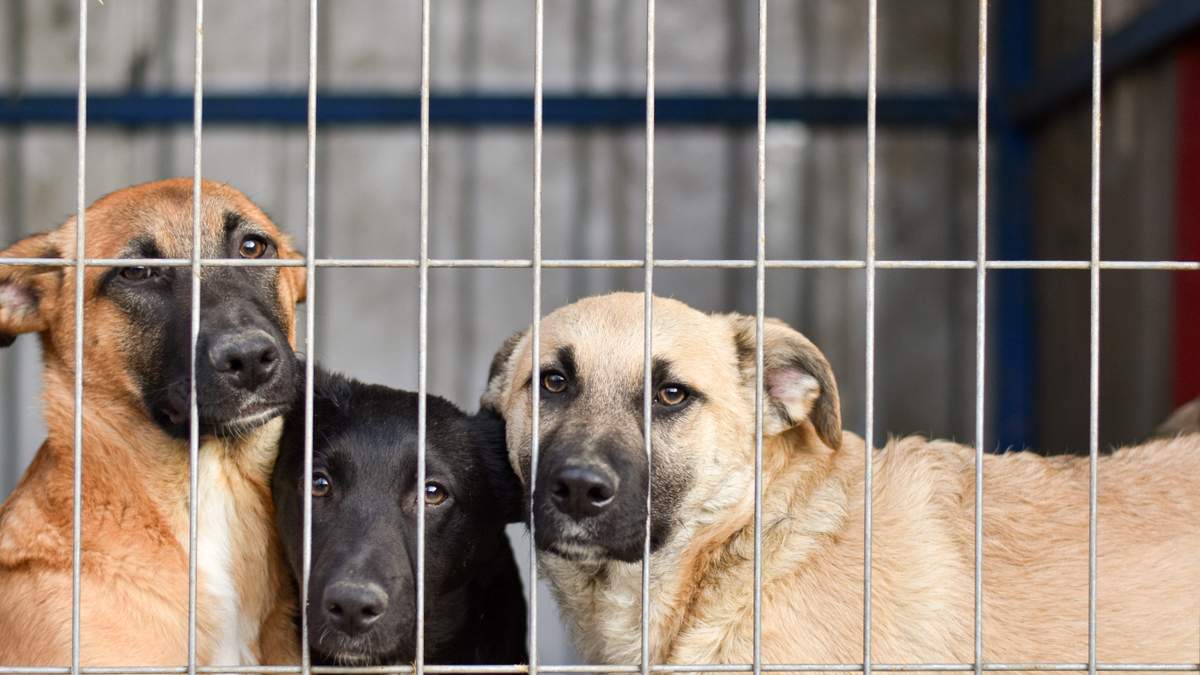 Hochman, Advocates Push Animal Welfare Measure
