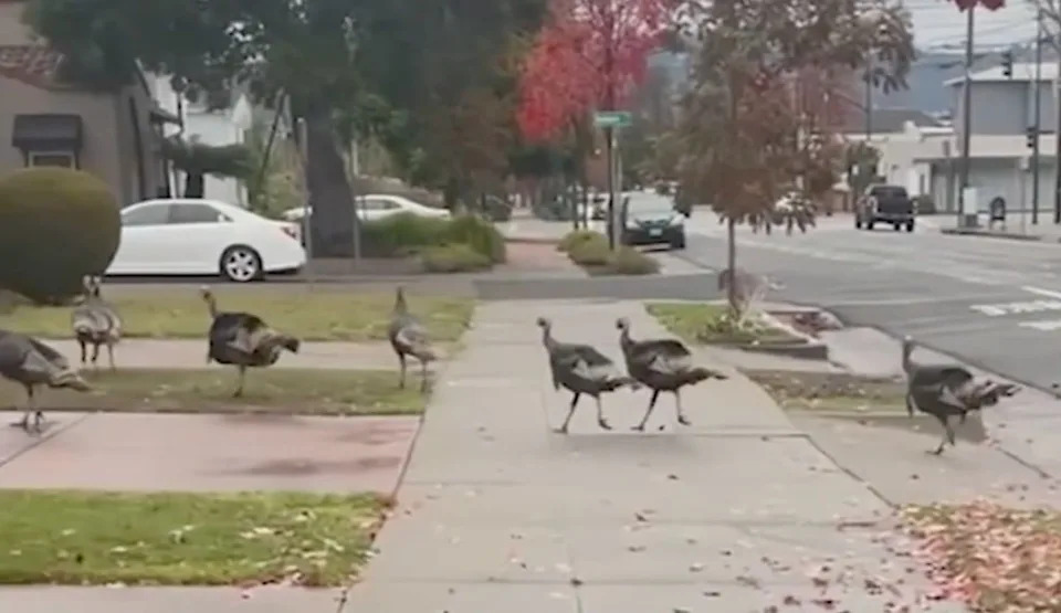 Despite the terrifying encounter, Kelly said she refuses to let the birds keep her indoors forever. For now, though, she’s staying closer to home and steering clear of any turkeys she spots. ABC7