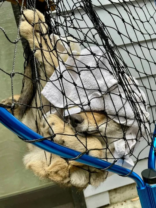 (Photo: San Francisco Animal Care and Control)