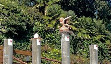 Pillarhenge’s Pinky gets an egg-cellent neighbor | Eagle Rock News