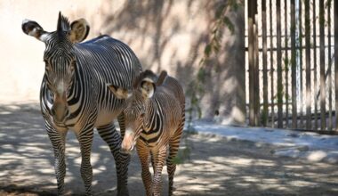 LA Zoo Celebrates Birth of Male Zebra Foal