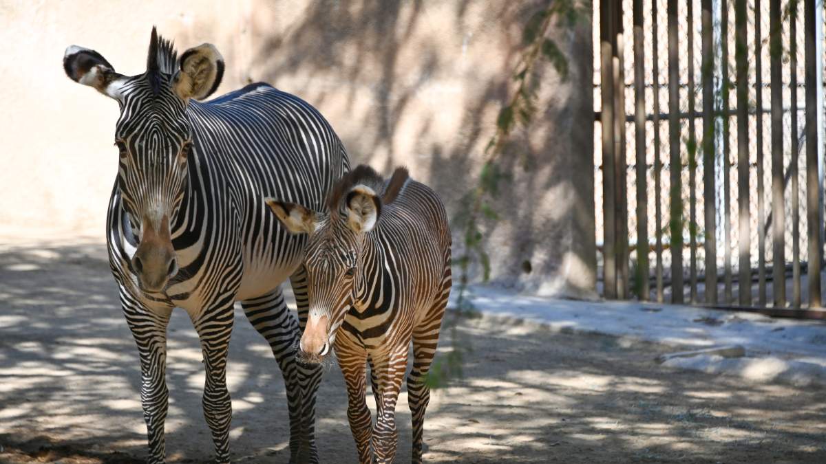 LA Zoo Celebrates Birth of Male Zebra Foal