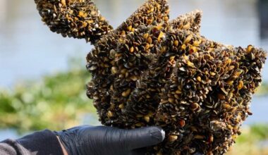 California scales back golden mussel safeguards at vital reservoir, alarming experts | Local News
