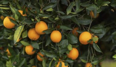 Fruit Fly Quarantine Expands In East County | Newsradio 600 KOGO