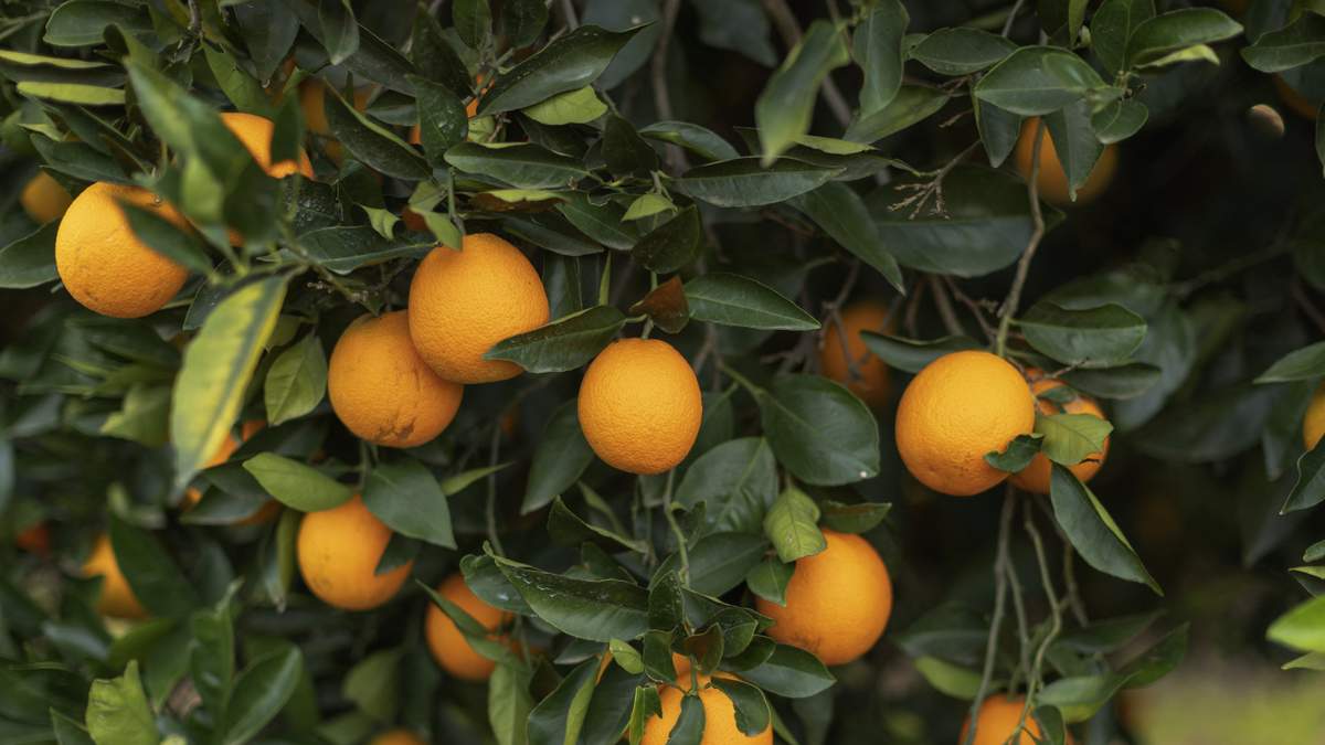 Fruit Fly Quarantine Expands In East County | Newsradio 600 KOGO