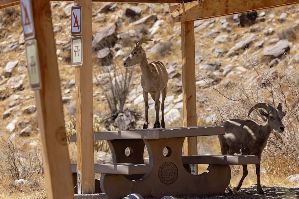 FILE: An endangered desert bighorn ewe watches its surroundings from atop a picnic table in California's Anza-Borrego Desert State Park. (David McNew/Getty Images)