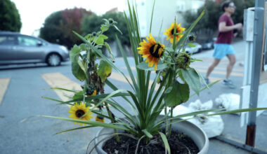 San Francisco's new ‘daylighting' plan lets groups put planters in no-parking zones