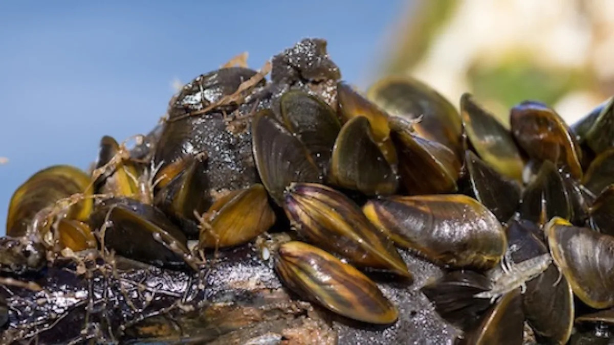 Invasive golden mussels push California county to declare emergency over pipes, pumps, and waterways