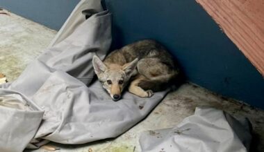 Coyote rescued after being stuck in SF yard for days