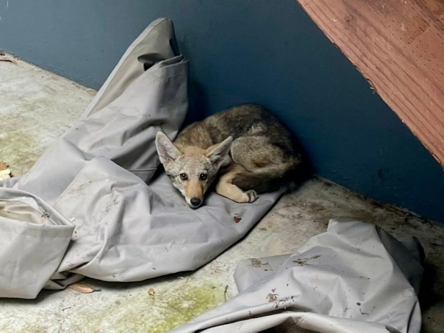 Coyote rescued after being stuck in SF yard for days