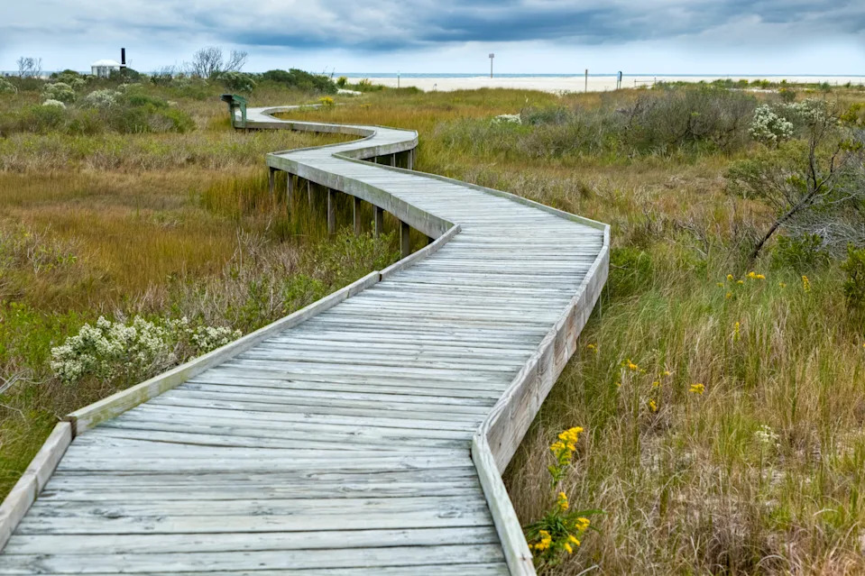A wooden boardwalk zig-zags across the dune grasses and flowers at Chincoteague National Wildlife Refuge in Virginia.