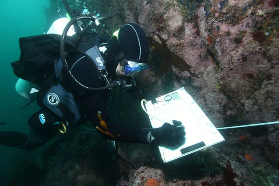 A scientist documents the progression of sea star wasting disease on different species of sea stars. The disease has killed billions of creatures (NOAA National Marine Sanctuaries)