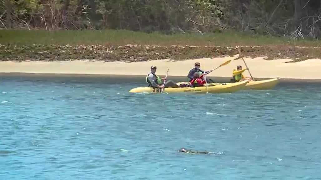 Experts urge beachgoers to avoid disturbing marine mammals on Central Coast