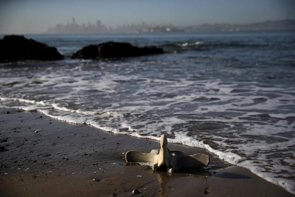 A large vertebra lies on a sandy beach by gentle waves, with a hazy city skyline in the distance