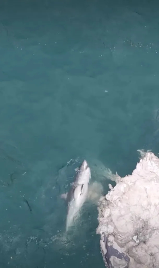One shark he estimated was at least 15 feet long. Instagram/@drone_guy650