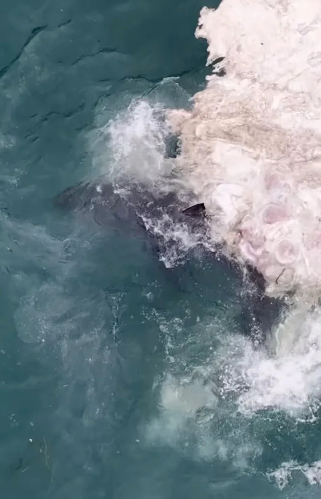 Shark sightings have increased at California beaches. Instagram/@drone_guy650