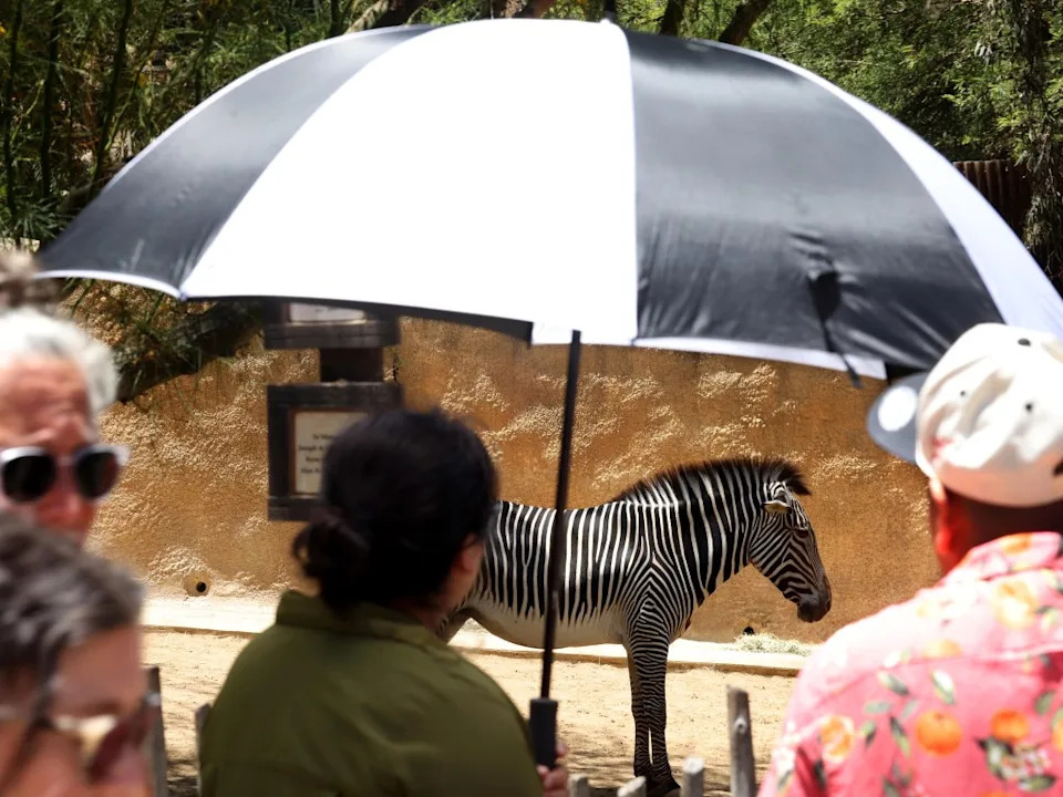 Los Angeles has reportedly allocated $34 million to the zoo, including $10 million dedicated to animal care. Los Angeles Times via Getty Images