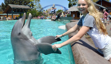 Beloved SeaWorld San Diego staple Dottie the 39-year-old dolphin dies