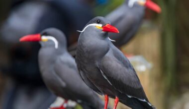 San Diego Zoo Introduces Its Most Stylish Residents, and Their Mustaches Are Legendary