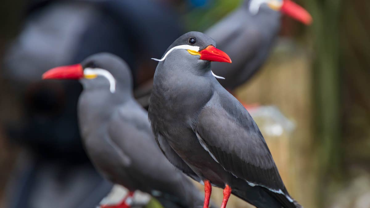 San Diego Zoo Introduces Its Most Stylish Residents, and Their Mustaches Are Legendary